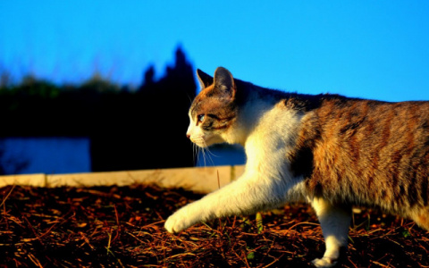 Сыктывкарские спасатели вытаскивали из трубы кошку