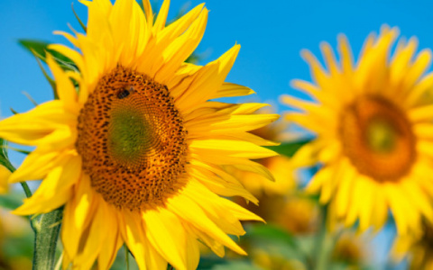 Названы опасные заблуждения о растительном масле