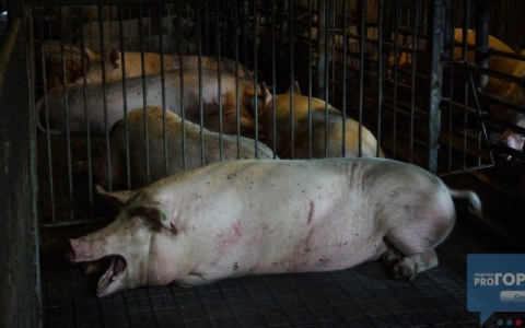 В Коми нашли новый очаг африканской свиной чумы