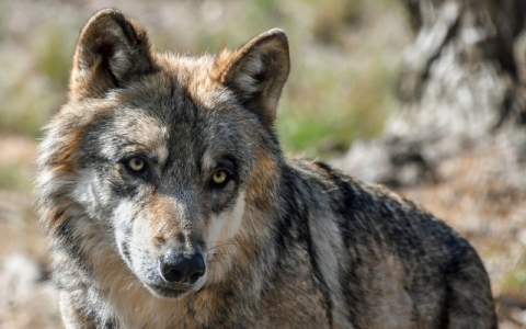 В одном из районов Коми попросили разрешить круглогодичную охоту на волков