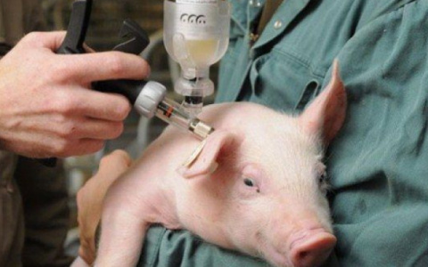 Пострадавшим от африканской чумы в Коми фермерам продлят кредитные сроки