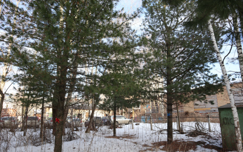 Кедровые войны: деревья в центре Сыктывкара хотят «укатать в бетон»