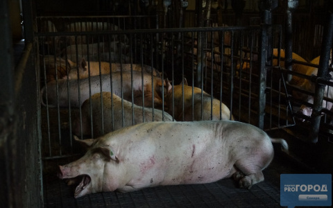 В Сыктывкаре сняли карантин по африканской чуме свиней