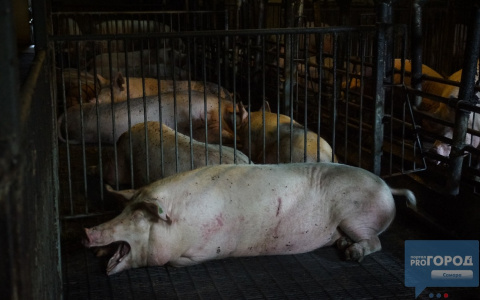 В районе вспышки свиной чумы в Коми будут изымать поросят