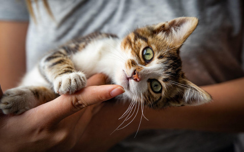 В России запретят отбирать у должников домашних животных