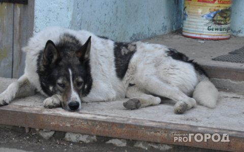 Из-за свиной чумы в Коми под угрозой оказались приюты для собак