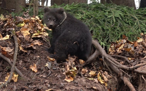 Медведица Пужа, которую спасли в Коми, пробудилась от зимней спячки