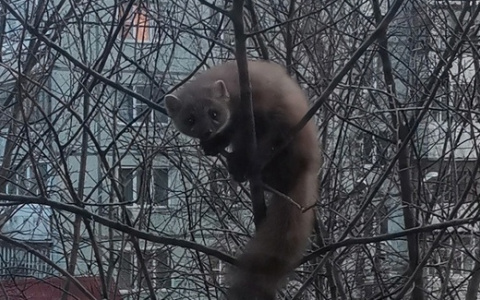 В Сыктывкаре объявился дикий зверь, который умилил горожан (видео)