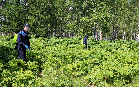 Миллион рублей потратят на «травлю» борщевика в Сыктывкаре