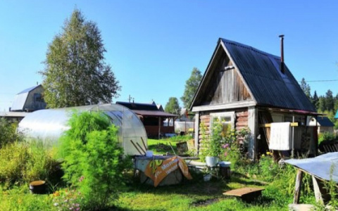 Дачный сезон: жителям Коми рассказали, как правильно выбрать семена