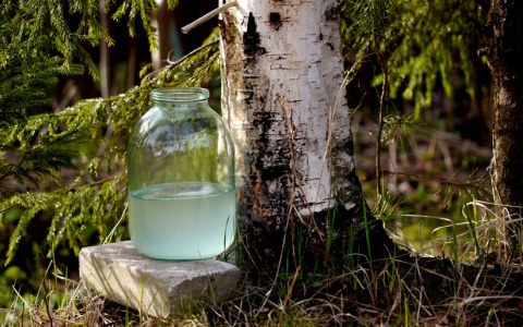 Диетолог рассказала об опасности березового сока