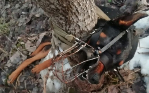 В Сыктывкаре неизвестные привязали пса к дереву и бросили умирать