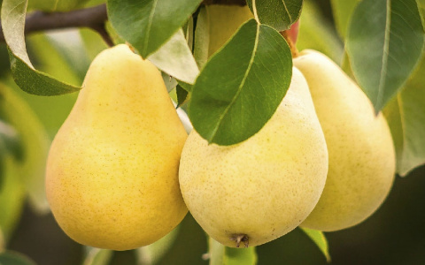 В Сыктывкаре пройдет выставка-продажа саженцев