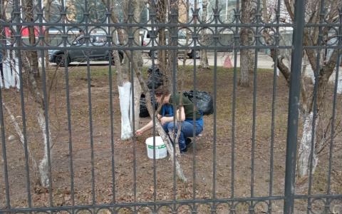В Сыктывкаре белят деревья, несмотря на запрет Совета города и федеральные законы