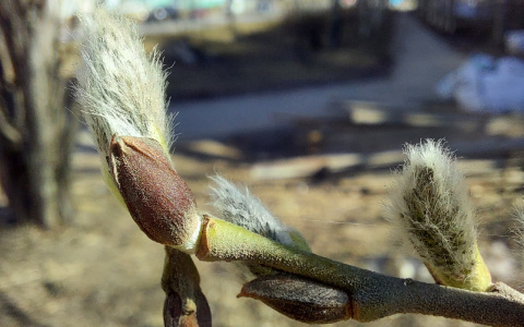 Погода в Сыктывкаре на 25 апреля: в городе немного похолодает