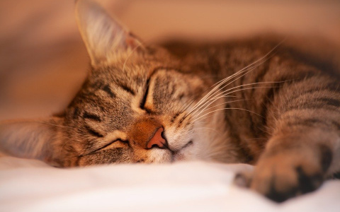 Здоровый сон: как не заболеть ночью