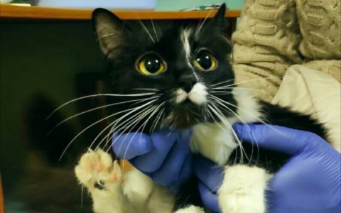 Сыктывкарка, которую обвиняют в убийстве кошки, озвучила свою версию событий