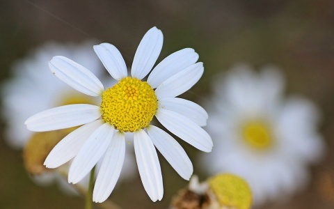 В Госдуме опровергли информацию о штрафах за одуванчики