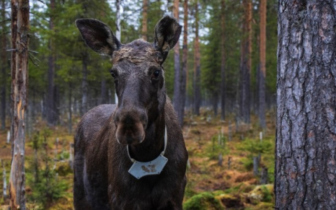 В Коми лоси связались с космосом
