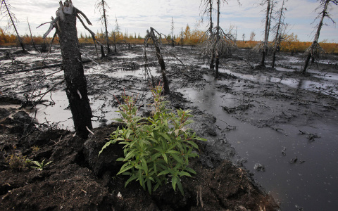 В Коми обнаружили разлив нефти: ситуация на контроле главы региона