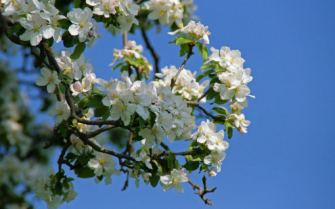 В Сыктывкаре стоит жара: погода на 13 мая