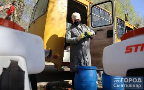 Операция анти-клещ: в Сыктывкаре начали истреблять опасных членистоногих