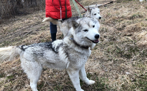 Хаски, которых бросили на растерзание волкам, нашли новых хозяев