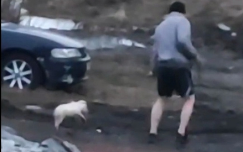 В Воркуте мужчина жестоко избил своего щенка прямо на улице
