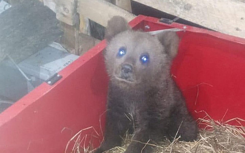 Жители Коми ищут попутчиков для маленького мишки