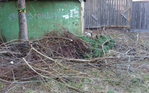 Мэрия Сыктывкара: кустарники за бывшей поликлиникой вырубили незаконно