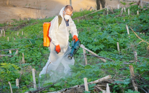 В Сыктывкаре от борщевика обработают почти 800 тысяч квадратных метров