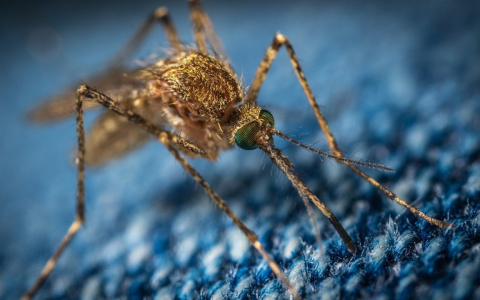 Кого и почему кусают комары: мнение ученых