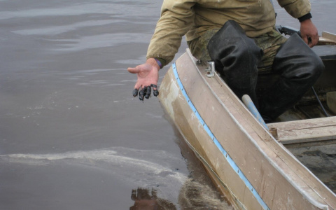 Ликвидирующие последствия разлива нефти в Коми рассказали о работе по 12 часов