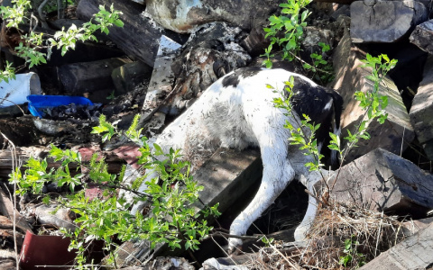 В Коми нашли «кладбище домашних животных»