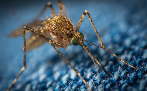 Лето без комаров: летучих кровопийц в Коми будет мало