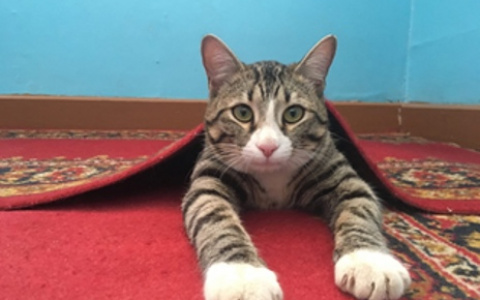 Кот из Коми участвует в конкурсе на самого культурного музейного кота