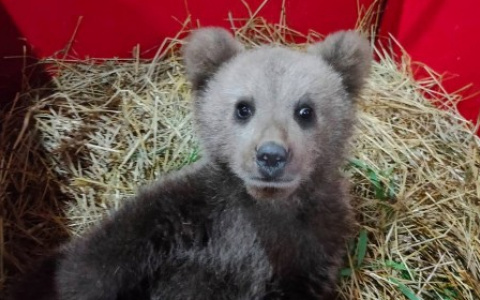 Мишка, который искал попутчиков в Коми, отправится к медведице Пуже