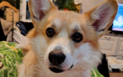 Корги-киднэппинг: в Сыктывкаре женщина похитила собаку, чтобы спасти ее от страшной жары