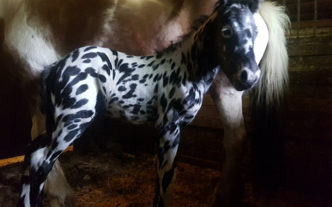 В Сыктывкаре родился «жеребенок-далматинец»