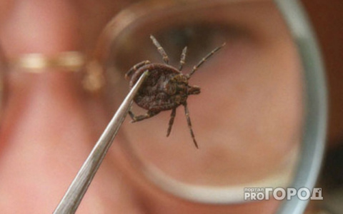 В Коми от укусов клещей пострадали уже 83 ребенка