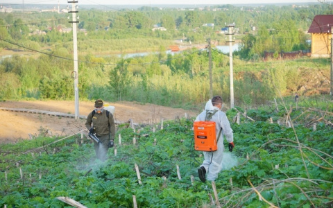 В Сыктывкаре продолжают обрабатывать территории от борщевика