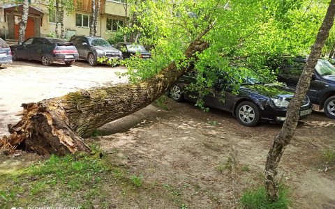 В Сыктывкаре на иномарку упало дерево