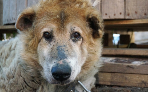 Сыктывкарский молочный завод  запустил благотворительный проект
