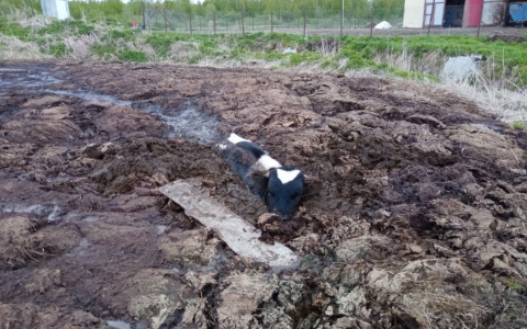 В Коми бычок утоп в грязи