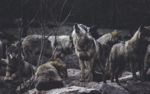 Волки возвращаются: жителей Коми предупредили об опасности лесных хищников