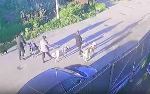 Сыктывкарцы: «Они натравили огромных собак на дворняжку»