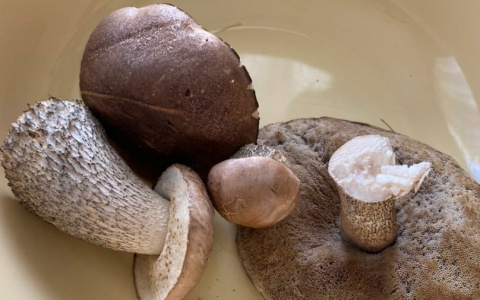 Грибной сезон: сыктывкарцы показали результаты первой «тихой охоты» в 2021 году