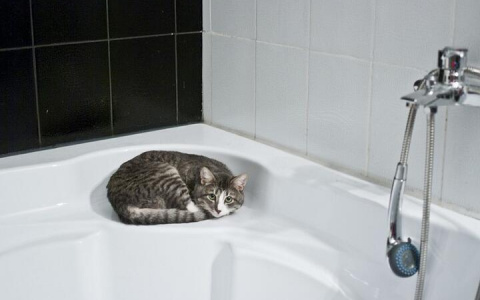 Сыктывкарец украл душевую кабину и продал ее за бутылку водки