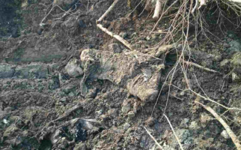 В Коми пожарные наткнулись на массовое захоронение людей