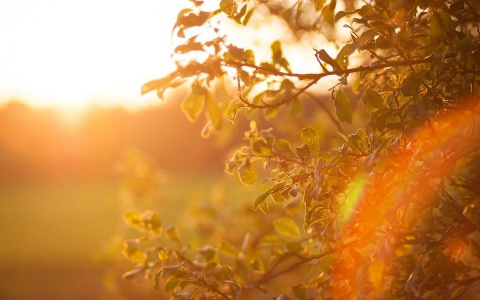 Погода в Сыктывкаре на 9 июня: снова жарко